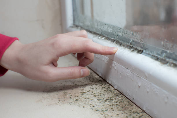  Wade Hampton, SC Mold Removal Pros
