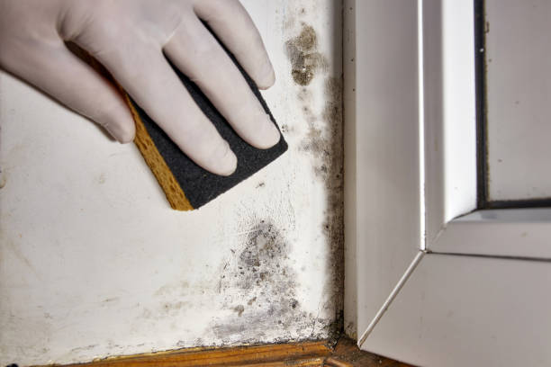 Best HVAC Mold Inspection and Cleaning  in Wade Hampton, SC
